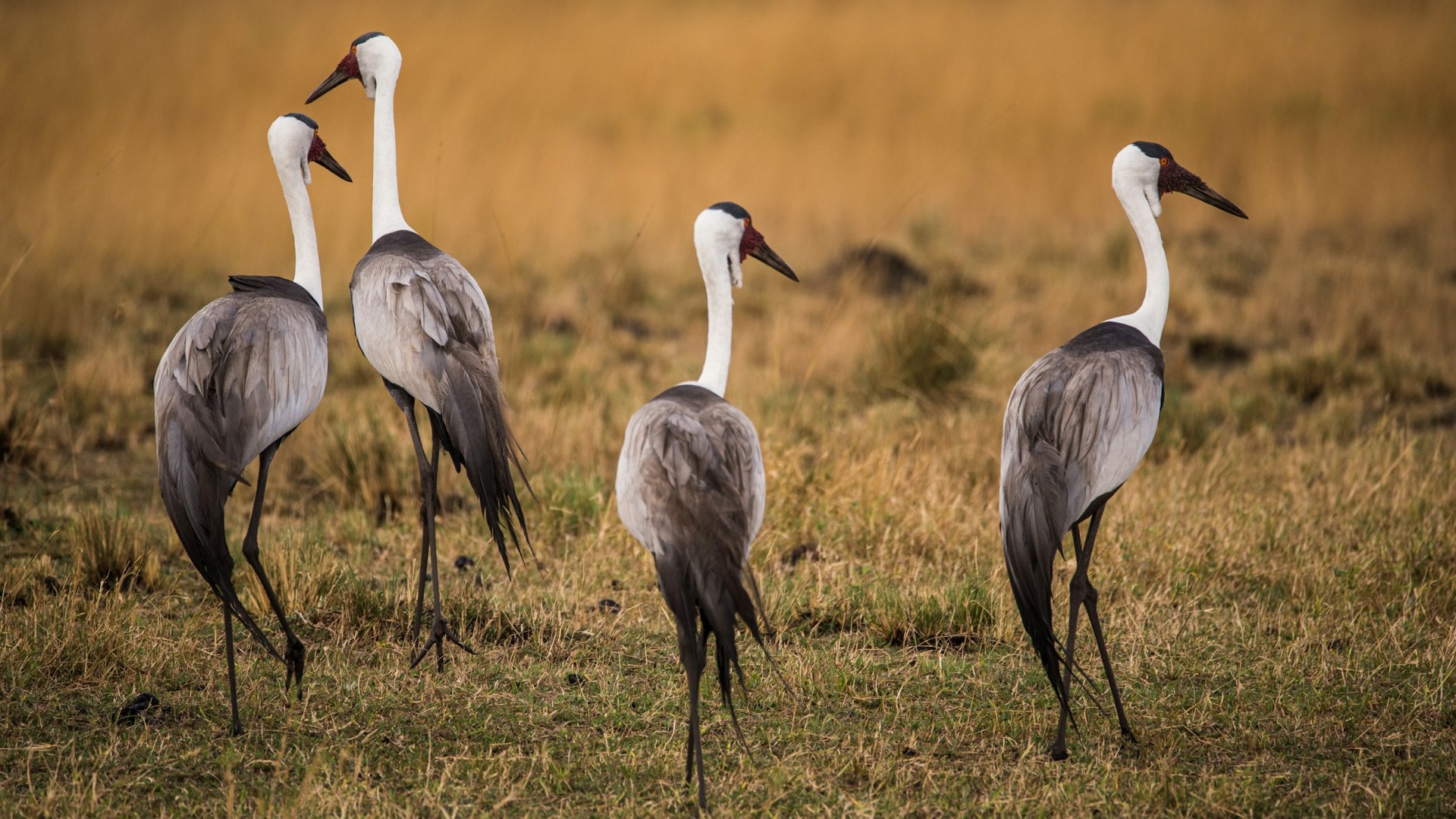  Photo Credit: Photo by Birger Strahl on Unsplash