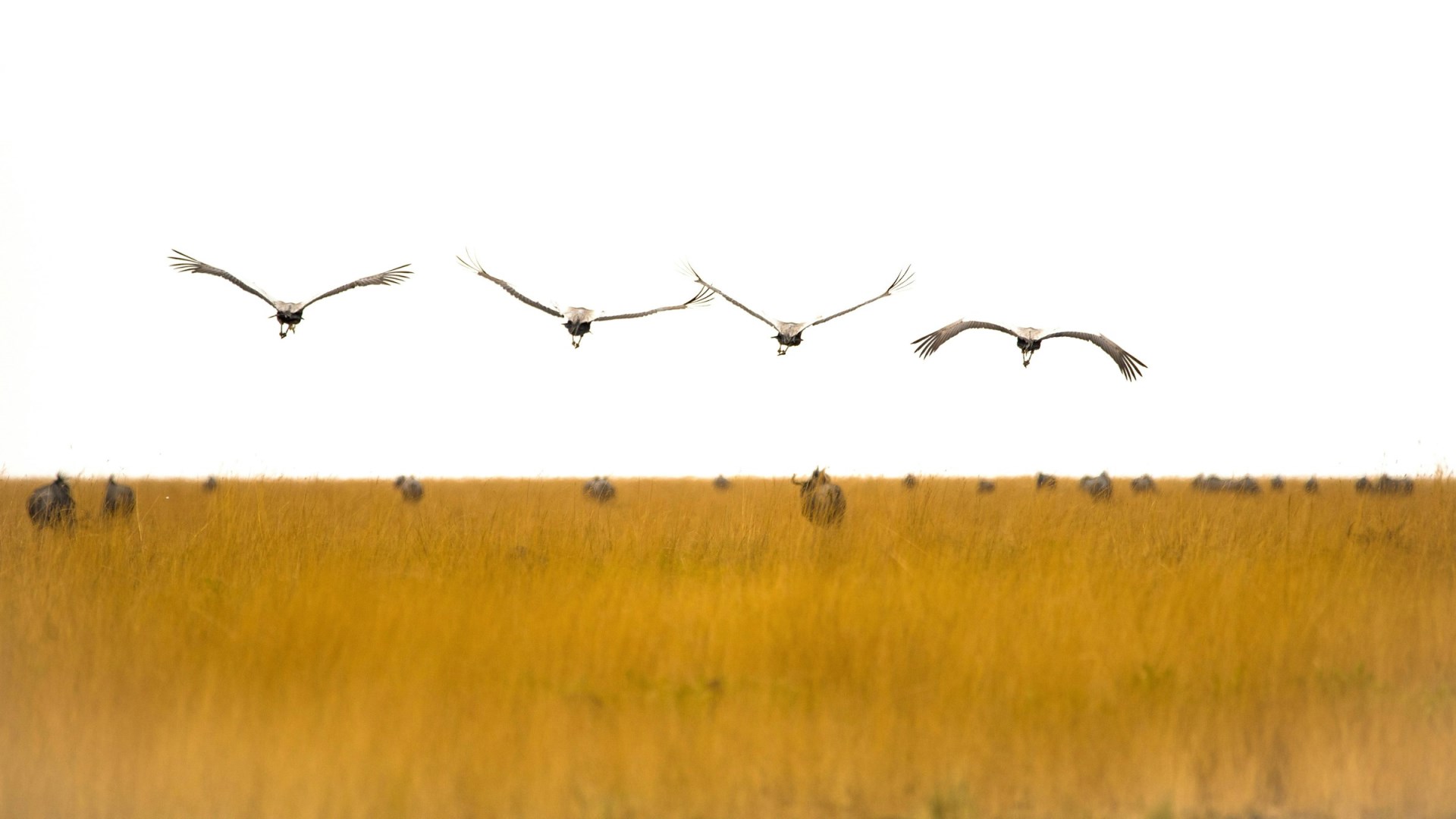  Photo Credit: Photo by Birger Strahl on Unsplash