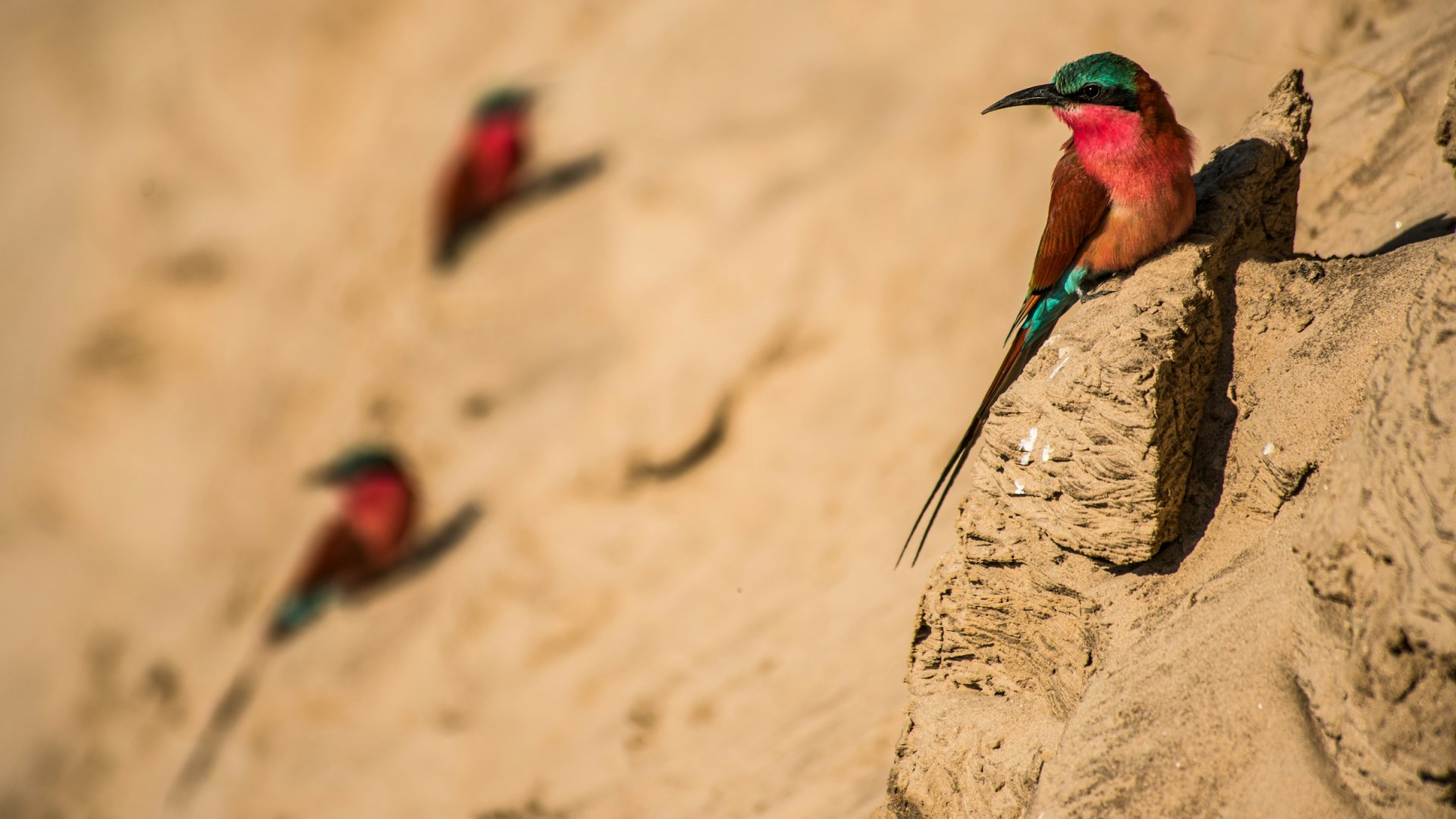 Carmine bee eaters - Photo Credit: Photo by Birger Strahl on Unsplash
