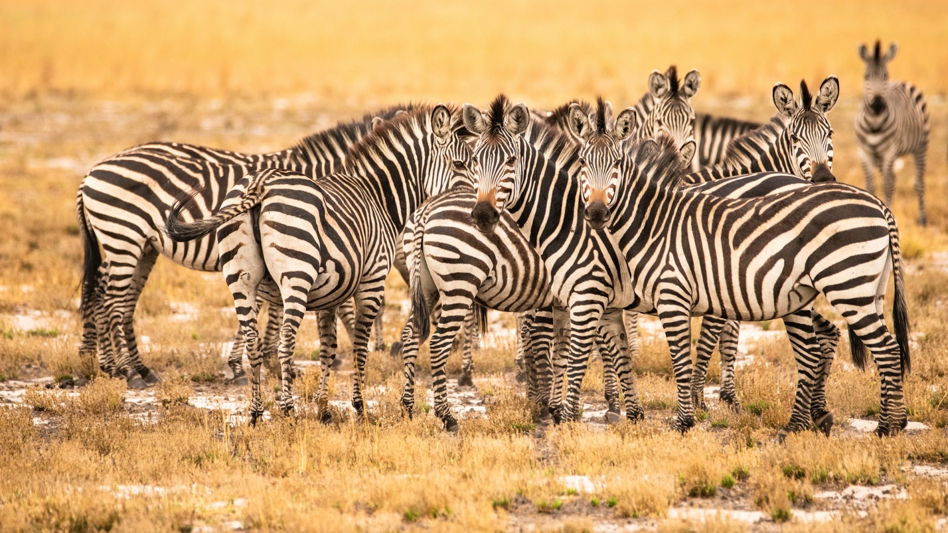  Photo Credit: Photo by Birger Strahl on Unsplash