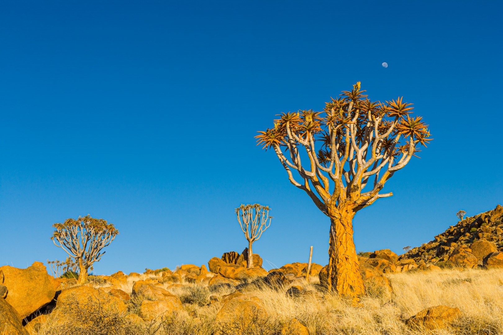 Quiver trees (Aloe dichotoma) - Photo Credit: Photo by Chris Stenger on Unsplash