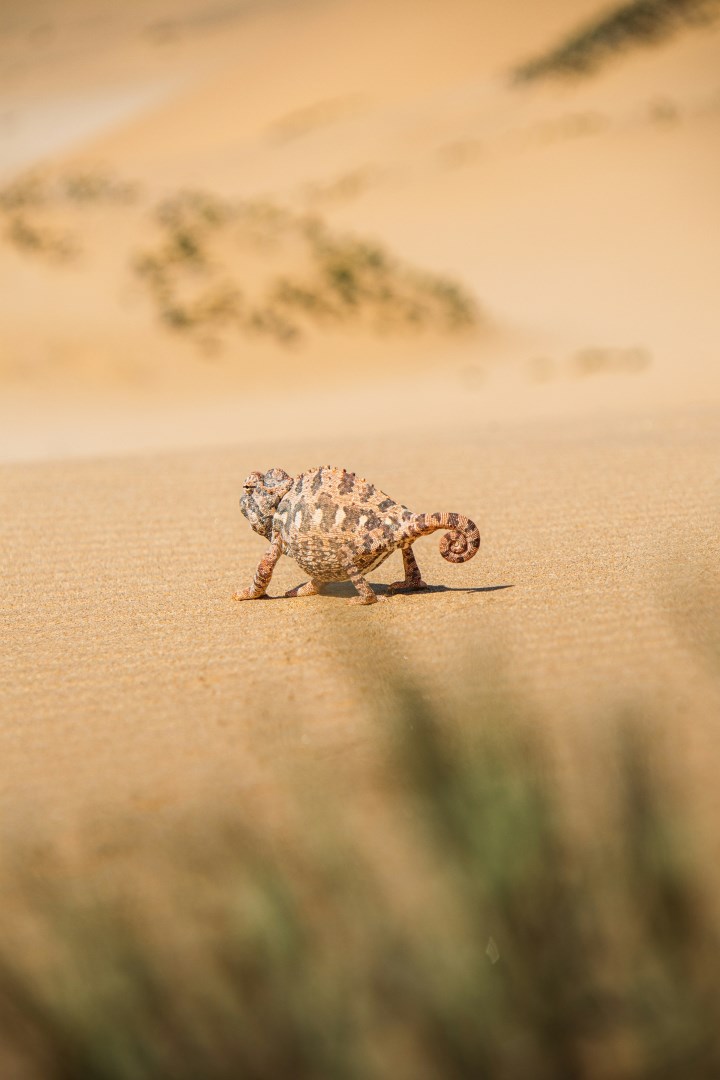  Photo Credit: Photo by Rafael Peier on Unsplash