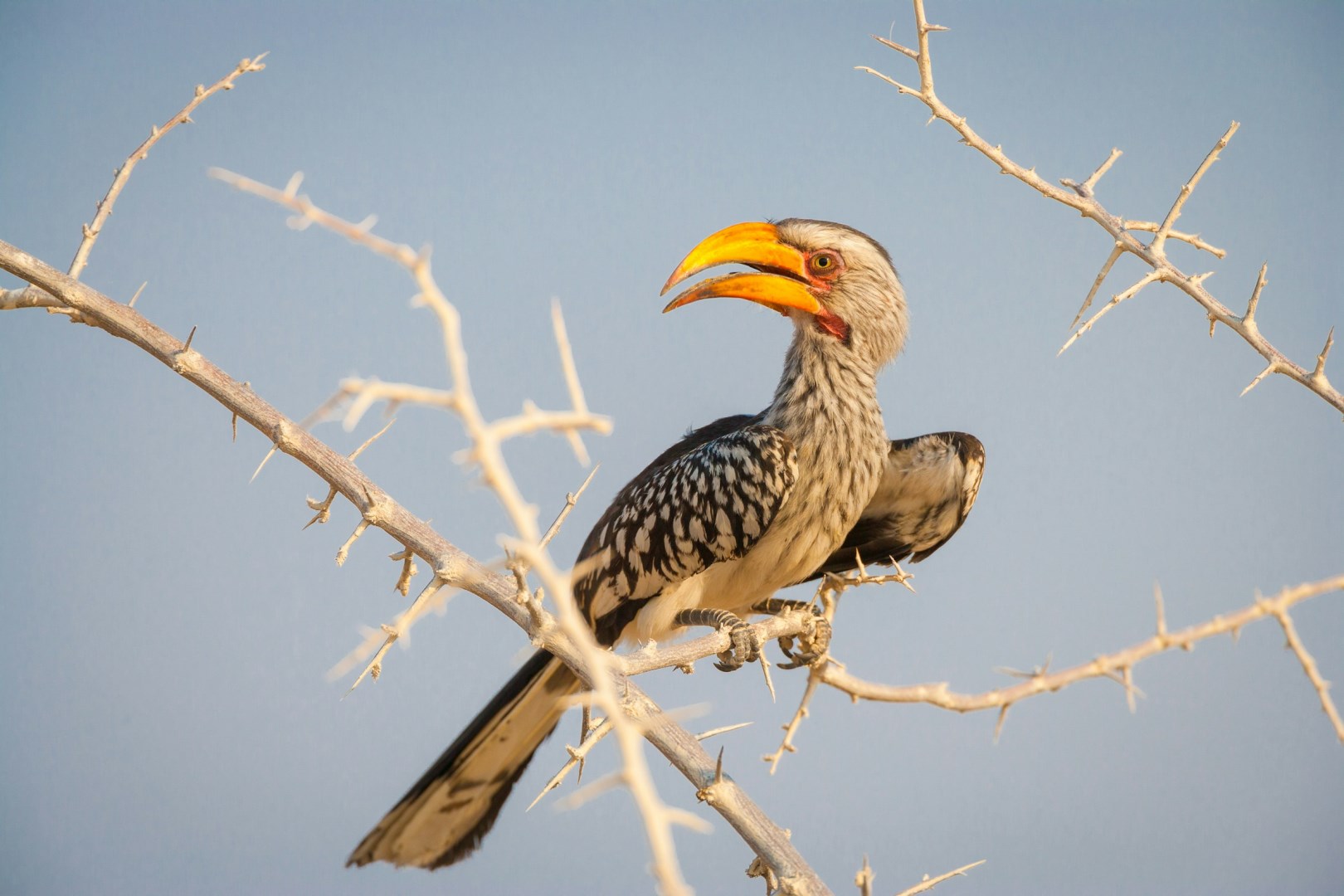 Southern Yellow-billed Hornbill - Photo Credit: Photo by Chris Stenger on Unsplash
