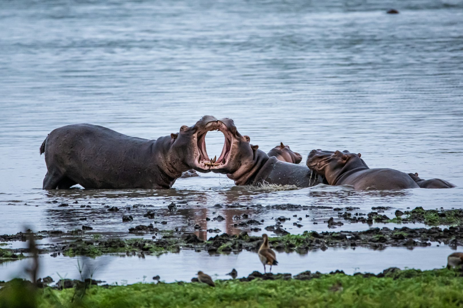  Photo Credit: Photo by Birger Strahl on Unsplash