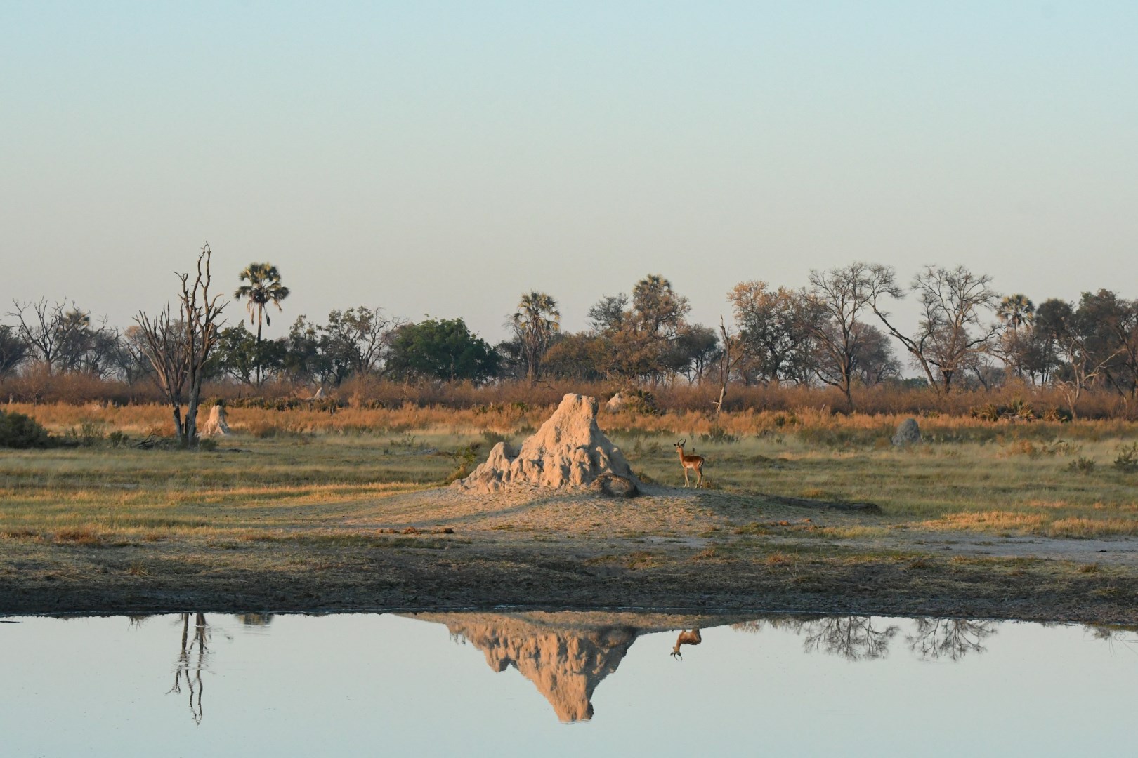 Termite Mound - Photo Credit: Photo by Edmund Loh on Unsplash