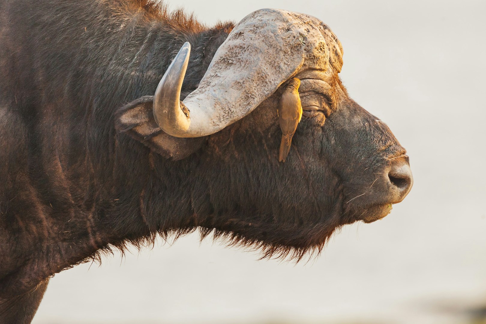 Cape Buffalo - Photo Credit: Photo by Chris Stenger on Unsplash