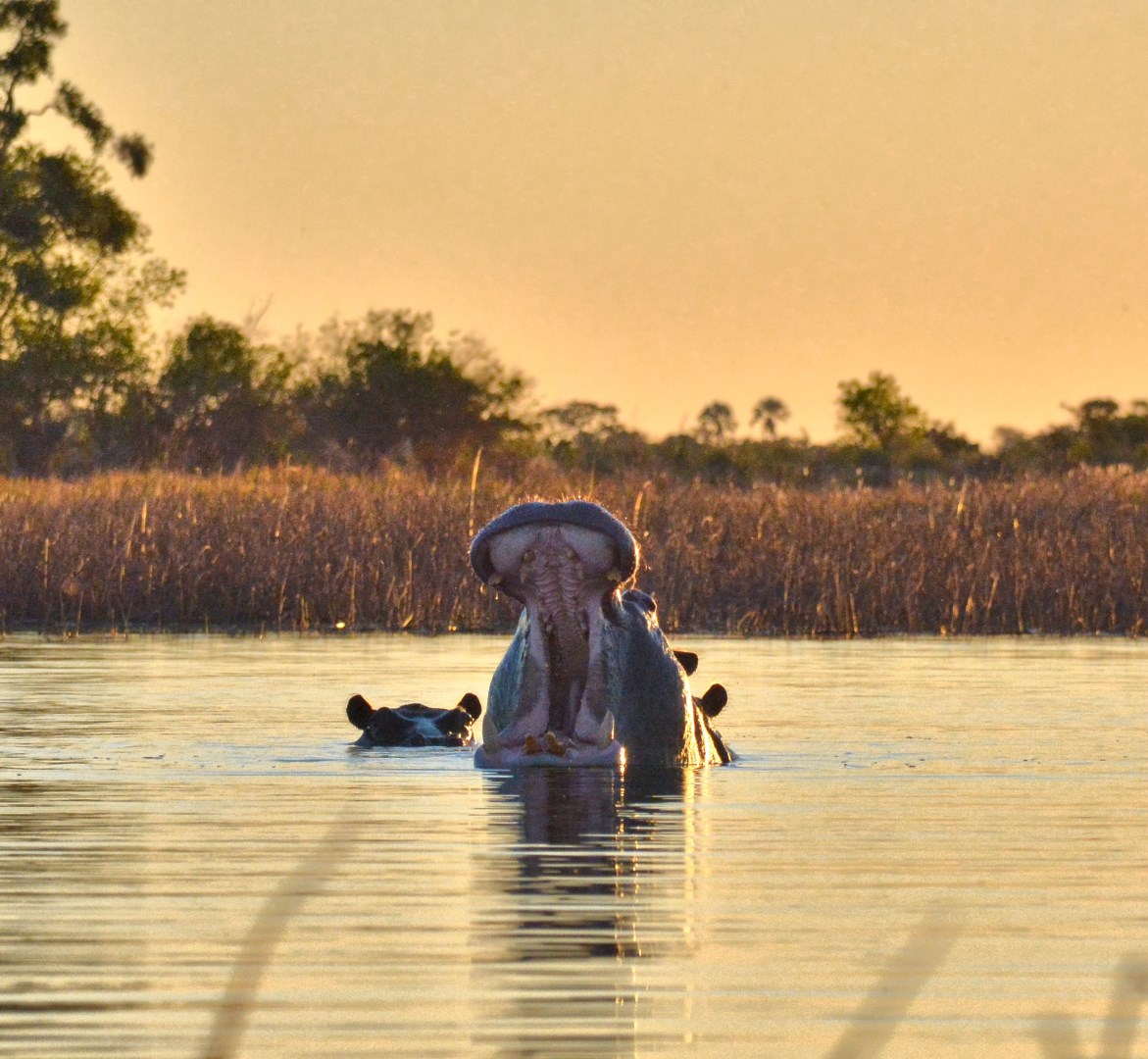  Photo Credit: Photo by Mark de Jong on Pexels