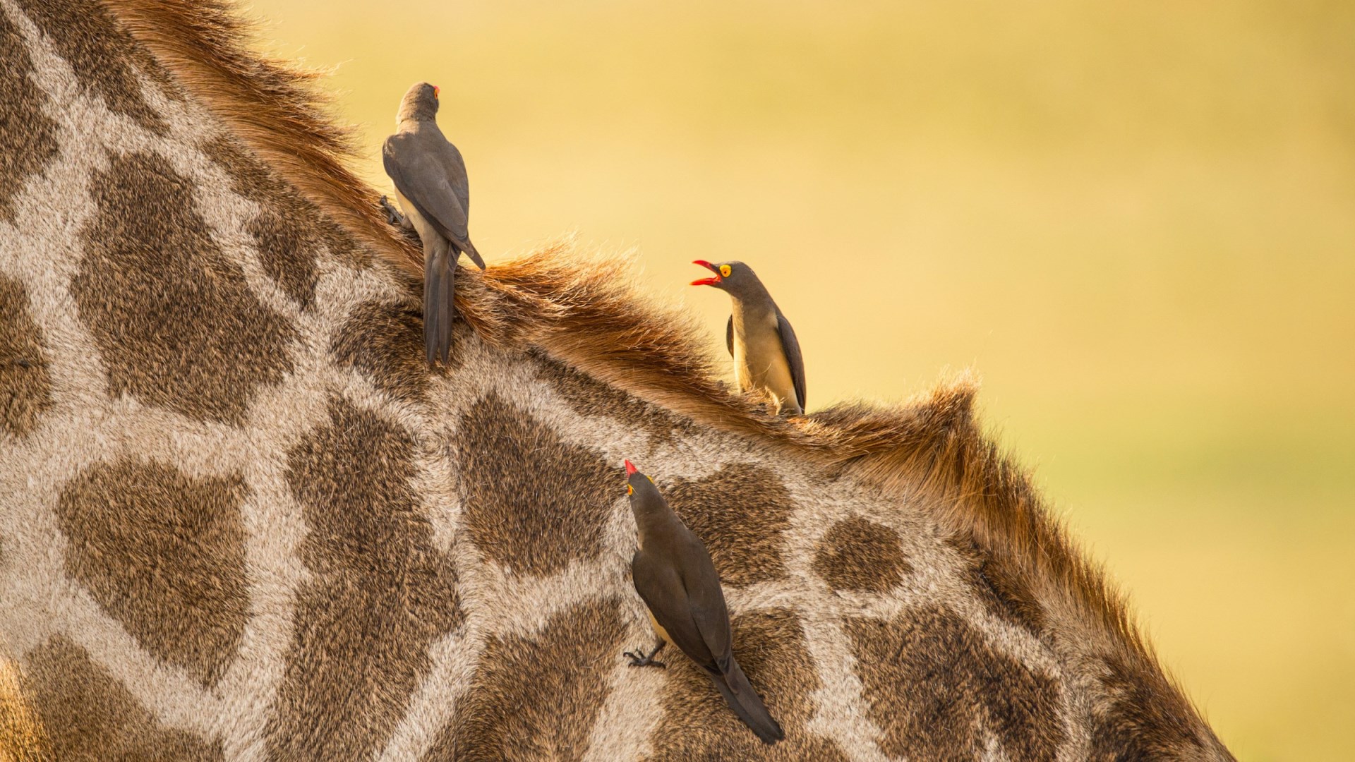  Photo Credit: Photo by Birger Strahl on Unsplash