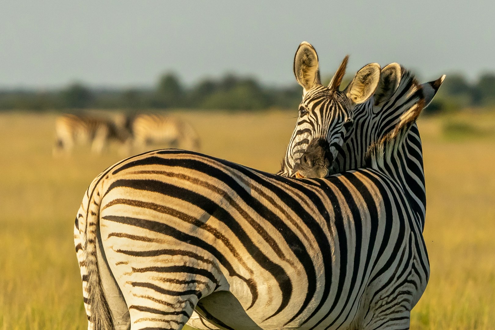  Photo Credit: Photo by Hans-Jurgen Mager on Unsplash