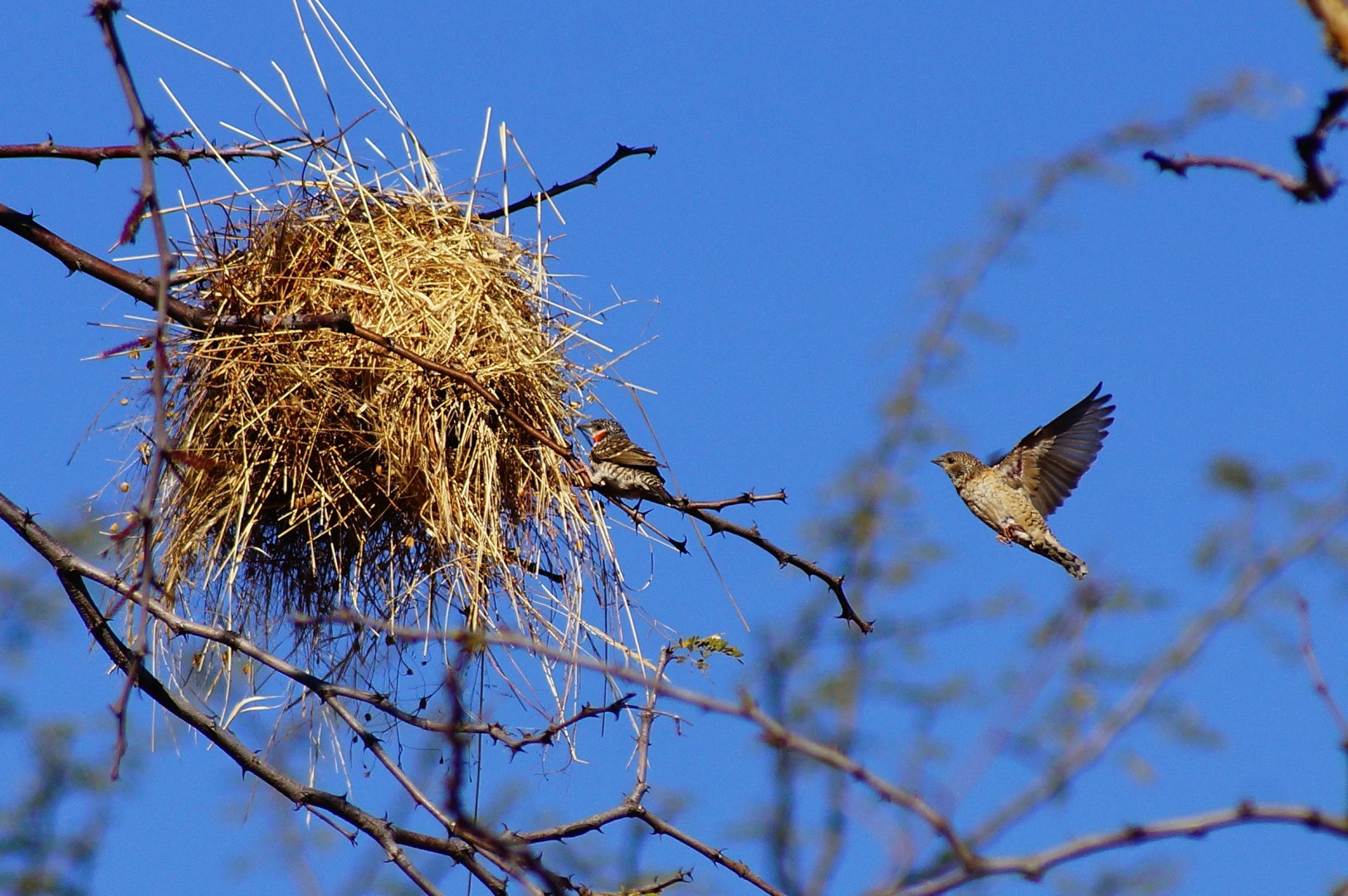 Cut-throat Finches - Photo Credit: Photo by Leon Pauleikhoff on Unsplash