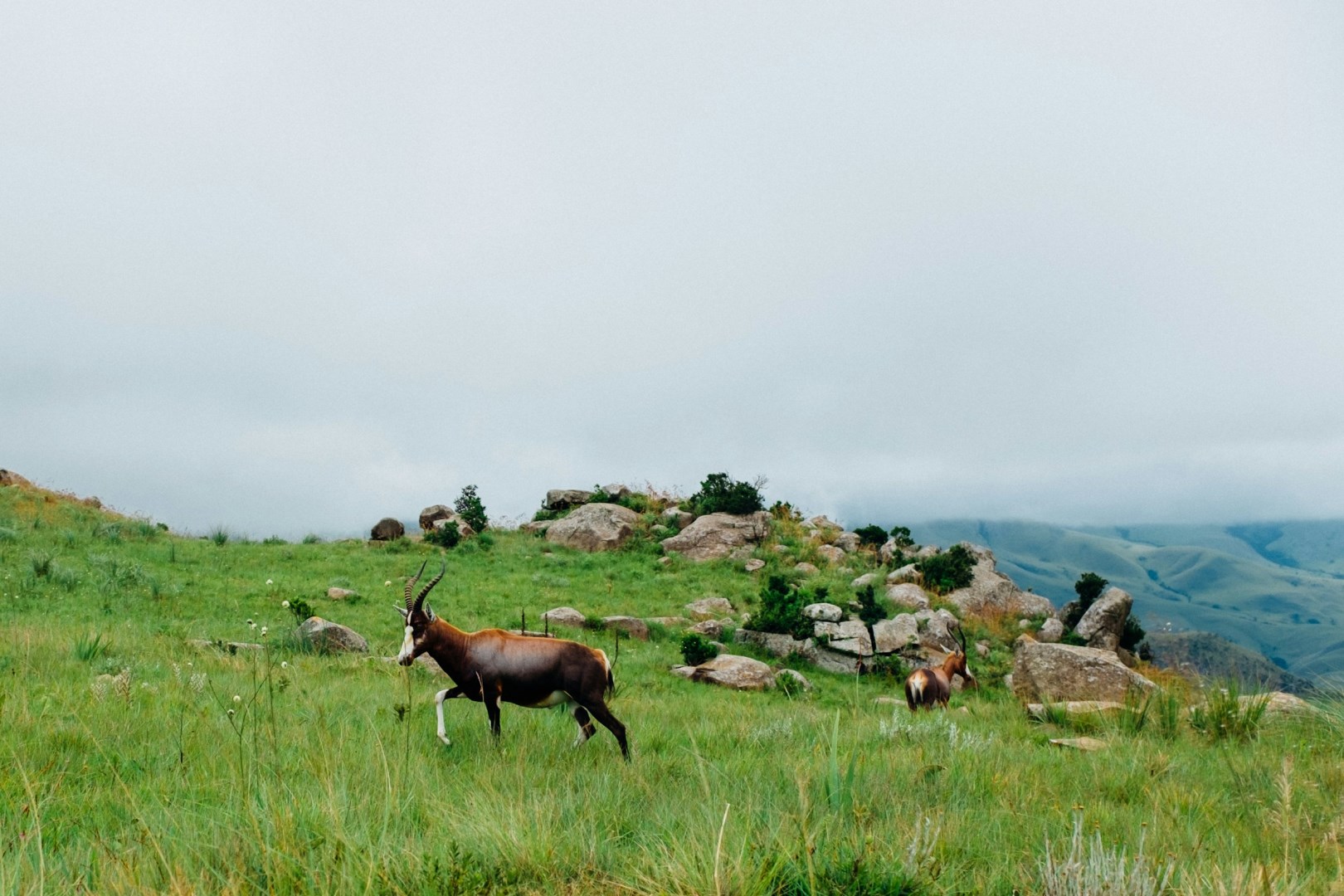  Photo Credit: Photo by Ashim D’Silva on Unsplash