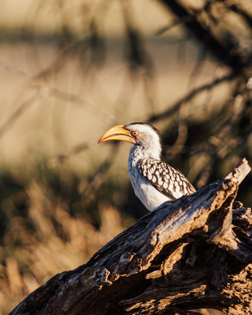 Wild Calao - Photo Credit: Photo by Pierre Lemos on Unsplash