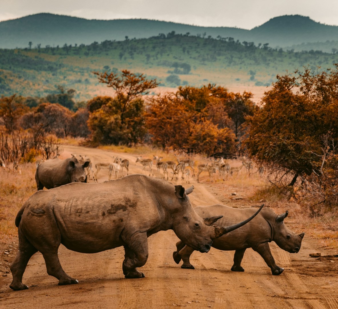  Photo Credit: Photo by redcharlie on Unsplash