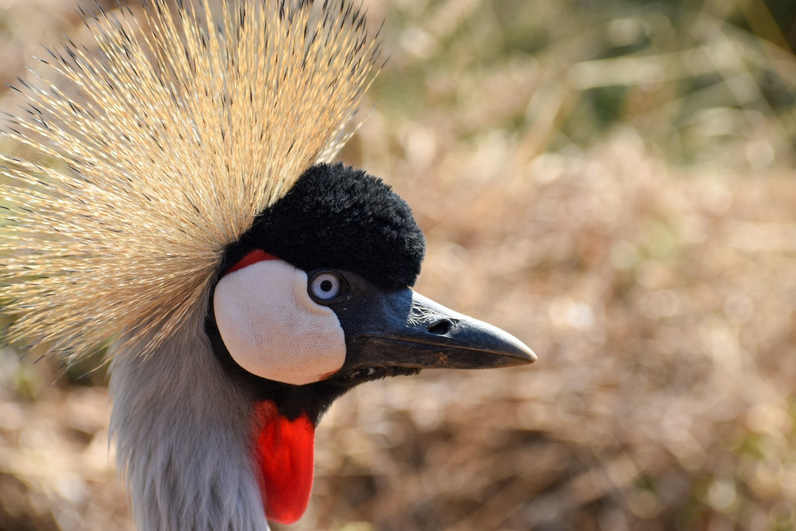 Grey crowned crane - Photo Credit: Photo by Nadine Venter on Unsplash