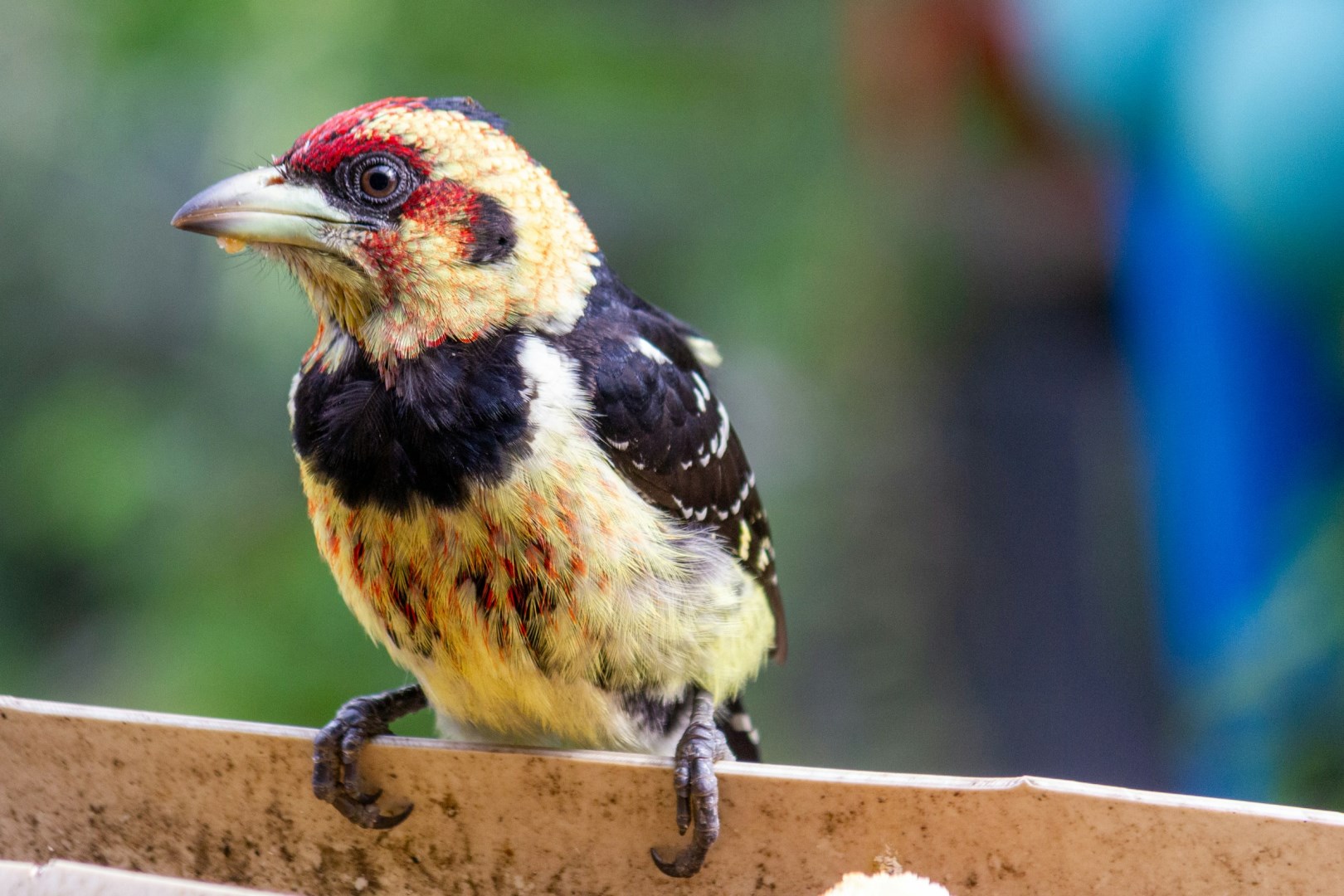 Crested Barbet - Photo Credit: Photo by Martie Bloem on Unsplash