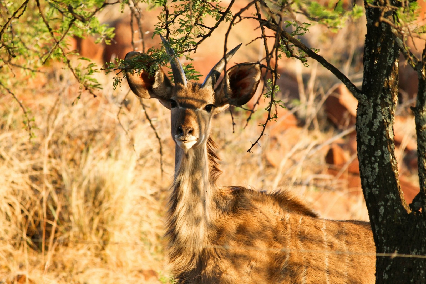  Photo Credit: Photo by Tiaan Nell on Unsplash