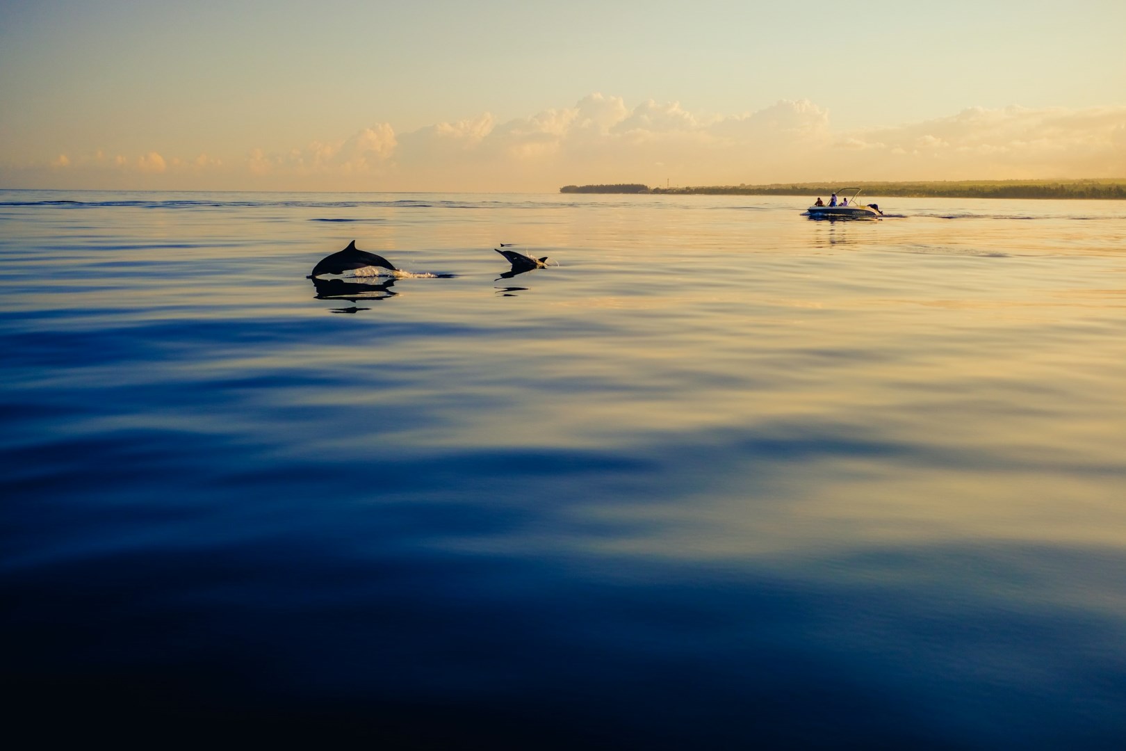 Dolphins - Photo Credit: Photo by Matteo Catanese on Unsplash