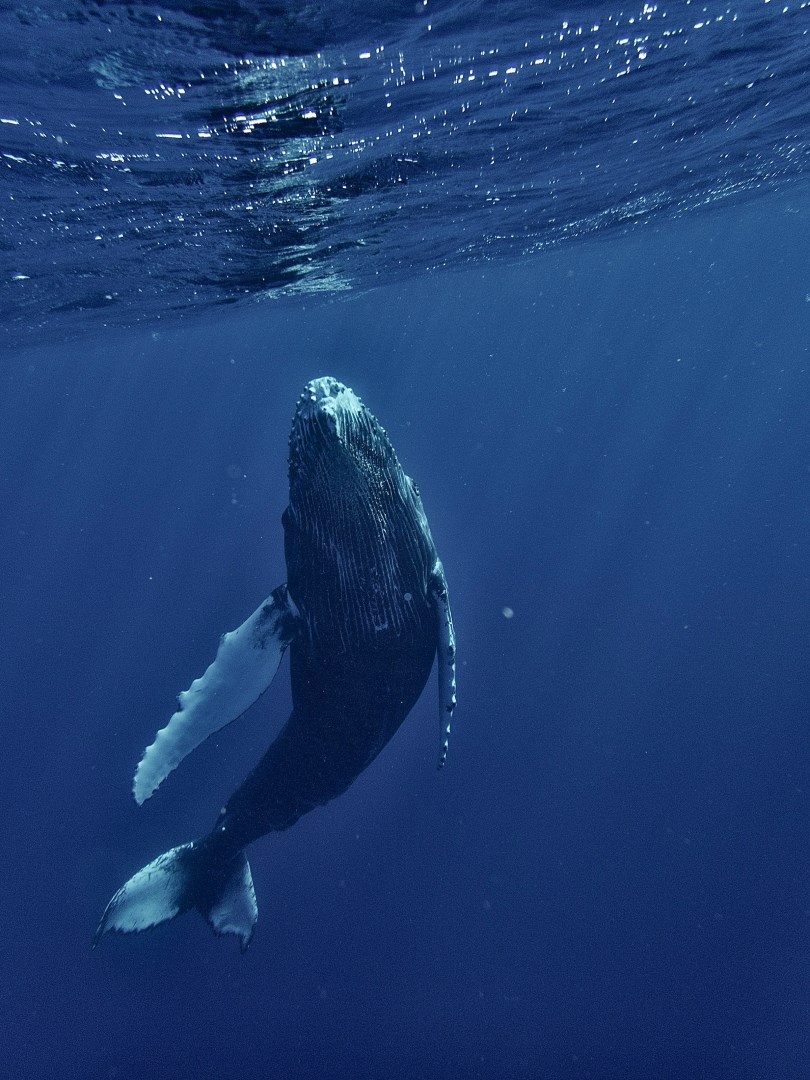 Whale - Photo Credit: Photo by Chinh Le Duc on Unsplash