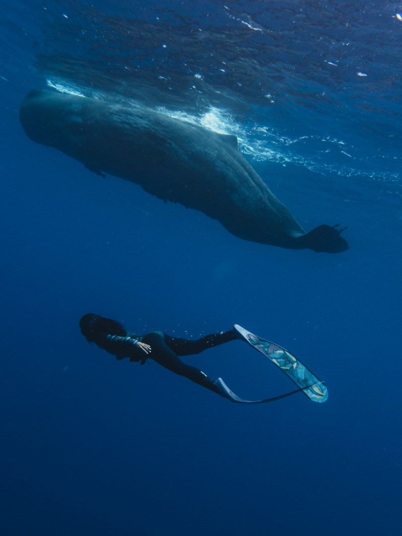 Whale - Photo Credit: Photo by Chinh Le Duc on Unsplash