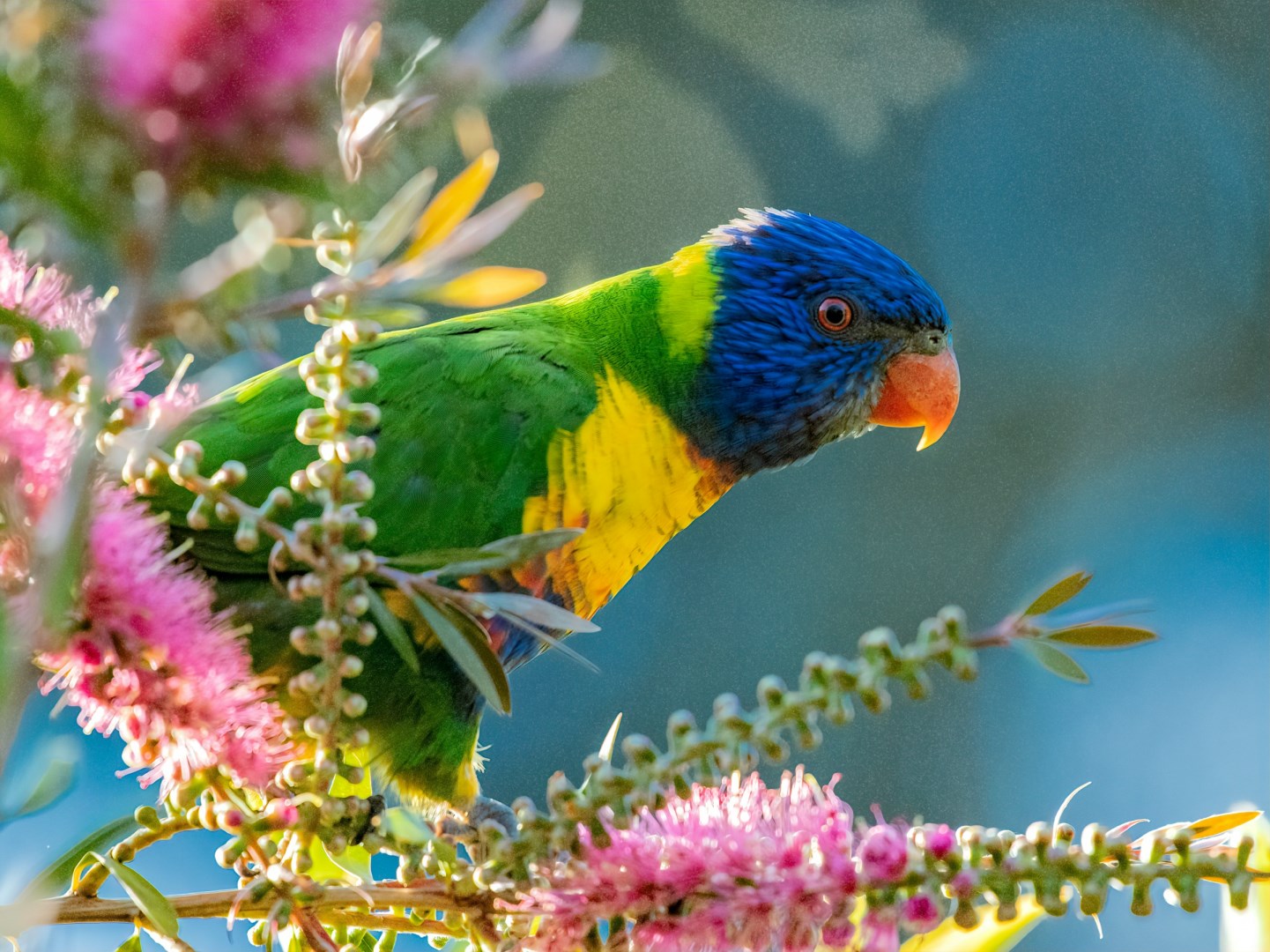 Rainbow Lorikeet - Photo Credit: Photo by Trevor McKinnon on Unsplash