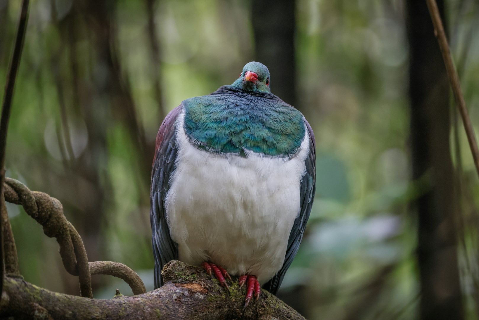 New Zealand native pigeon, Kererū - Photo Credit: Photo by Tony Stoddard on Unsplash