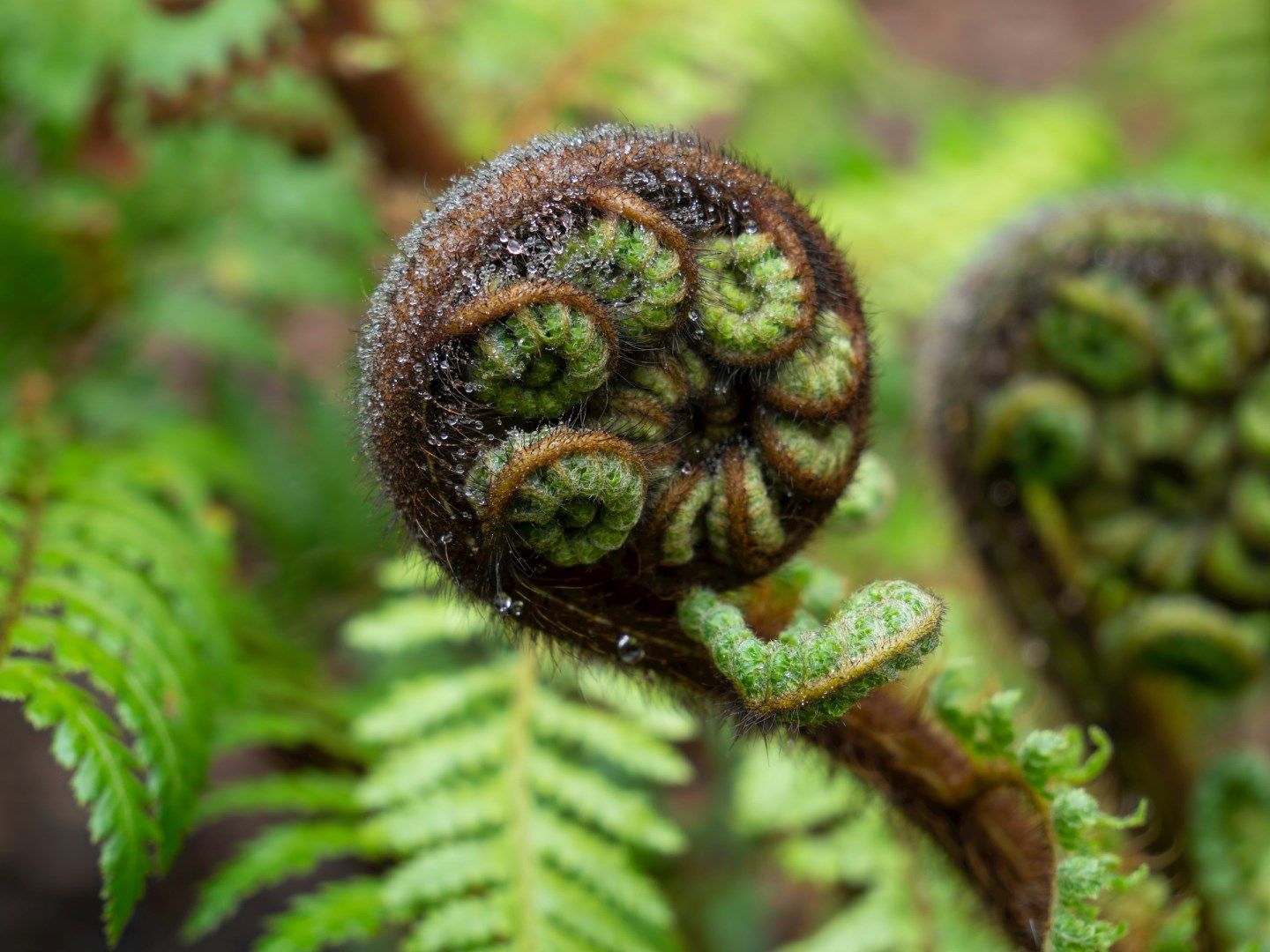 tree fern fond, also called Koru - Photo Credit: Photo by Sebastian Schuster on Unsplash