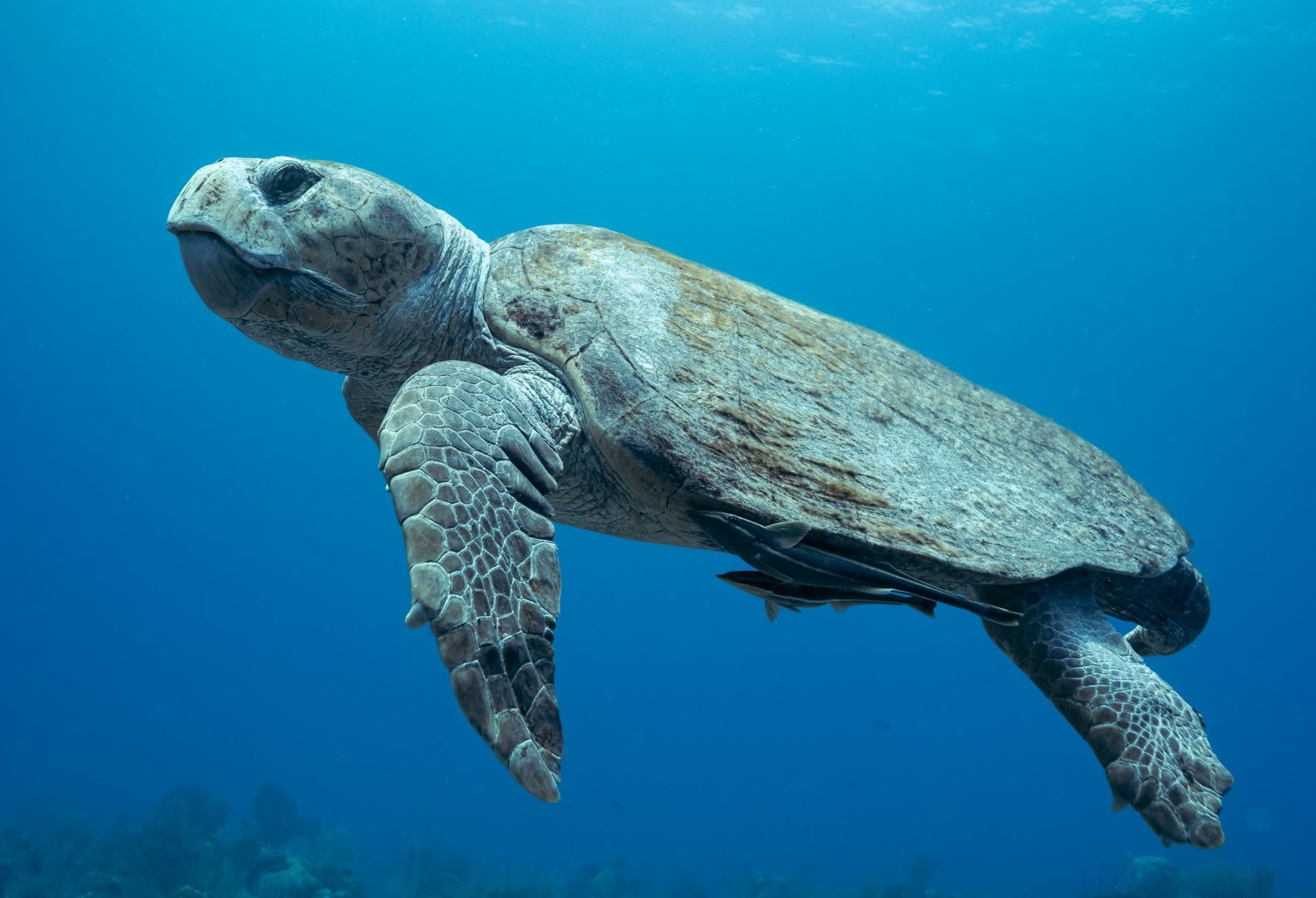 Turtle - Photo Credit: Photo by Kinø on Unsplash