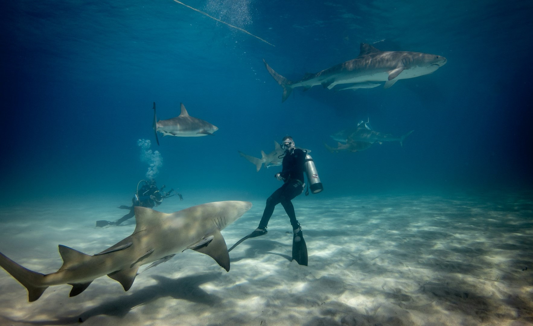 Diving with sharks - Photo Credit: Photo by Gerald Schömbs on Unsplash