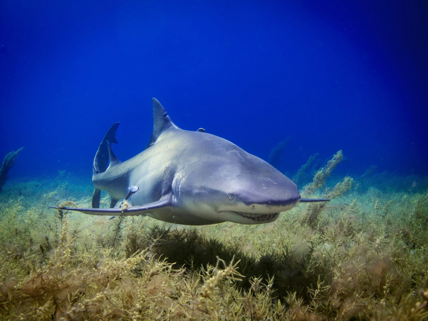 Lemon Shark - Photo Credit: Photo by Gerald Schömbs on Unsplash