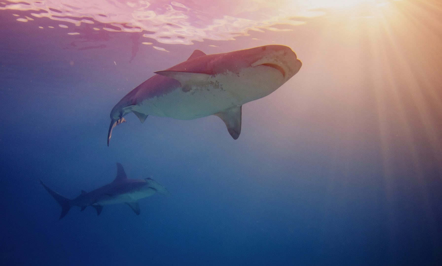 Tiger shark, hammerhead shark - Photo Credit: Photo by Gerald Schömbs on Unsplash