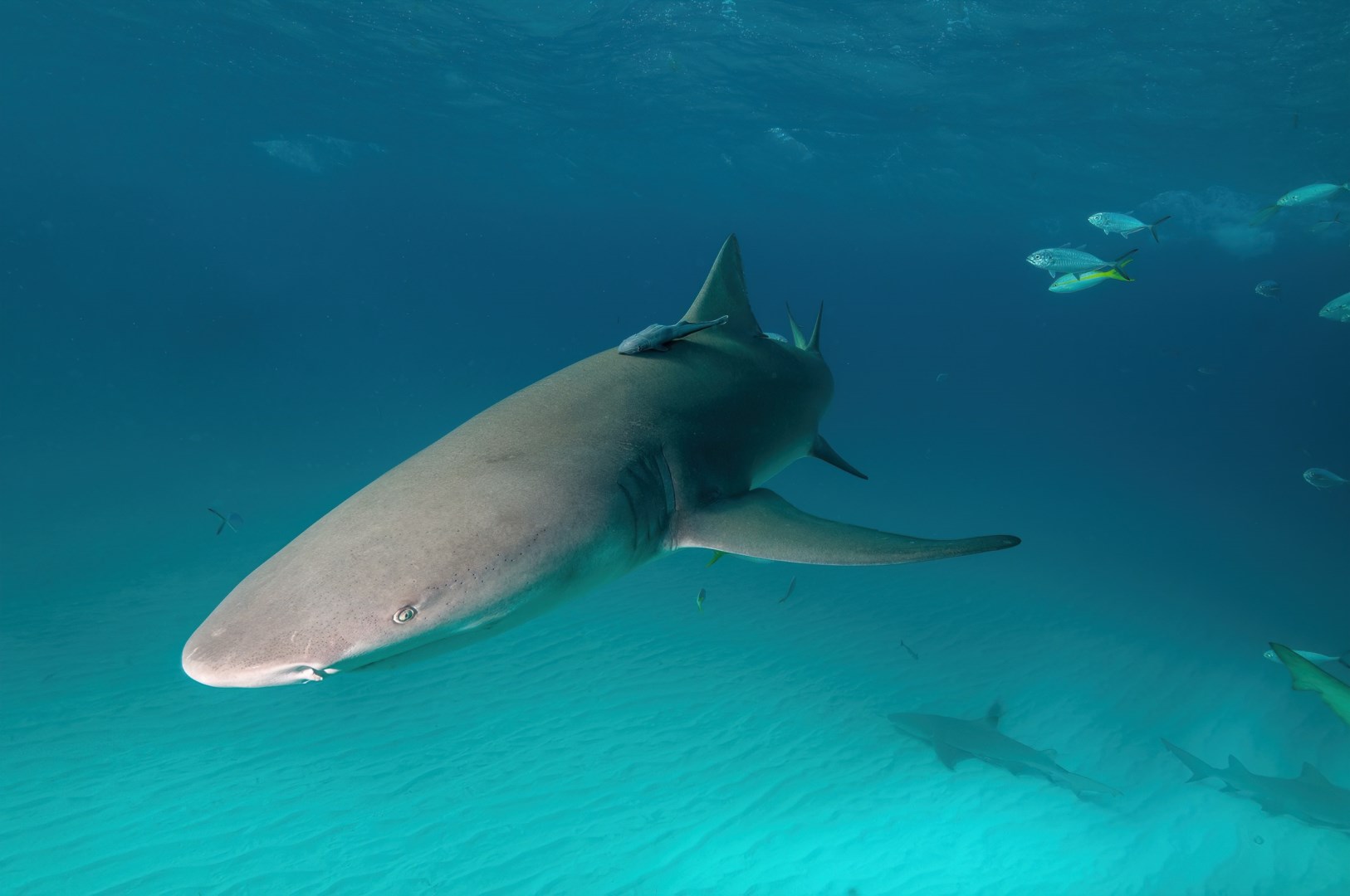 Lemon Shark - Photo Credit: Photo by Fiona Ayerst on Unsplash