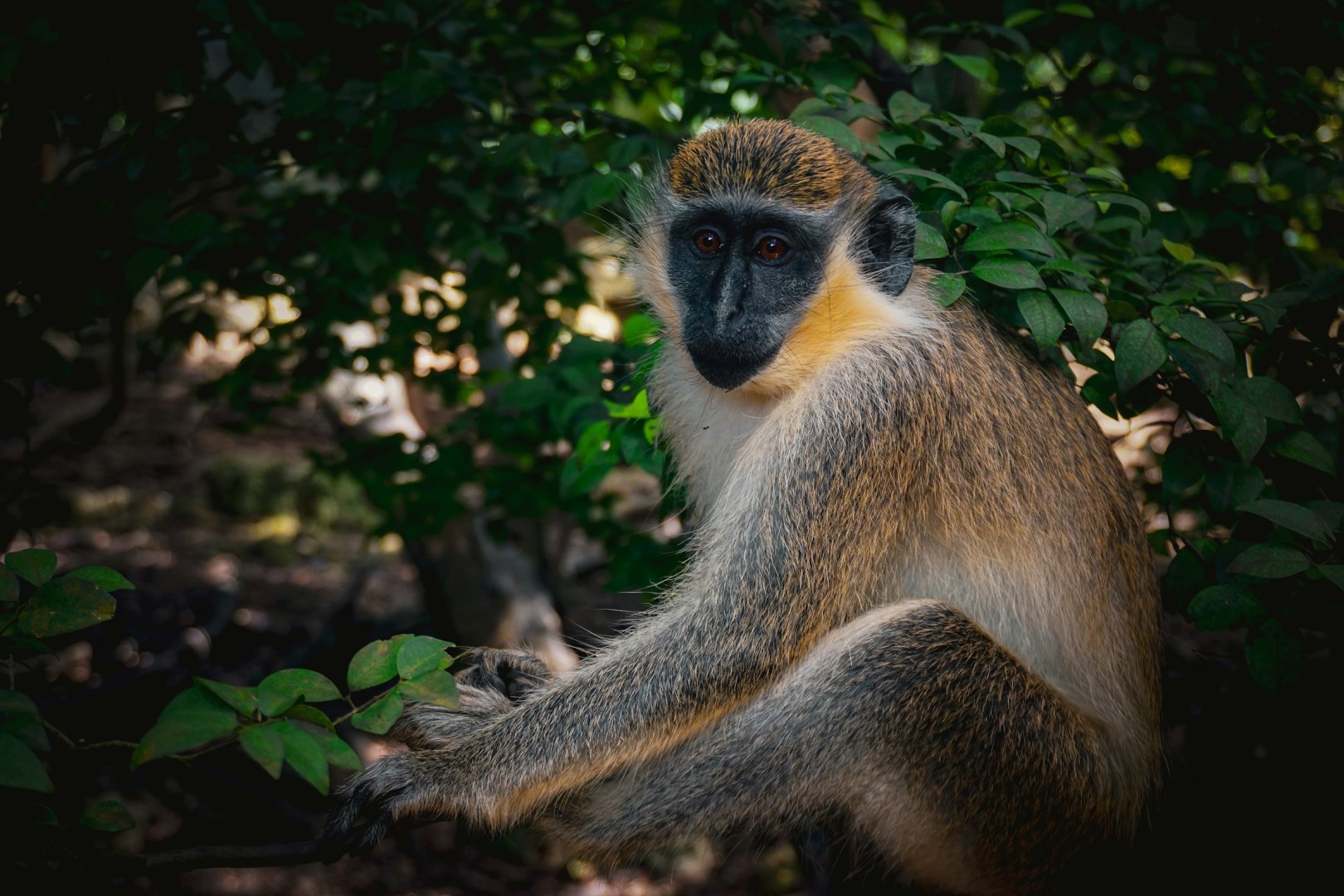 Monkey - Photo Credit: Photo by Chloe Christine on Unsplash