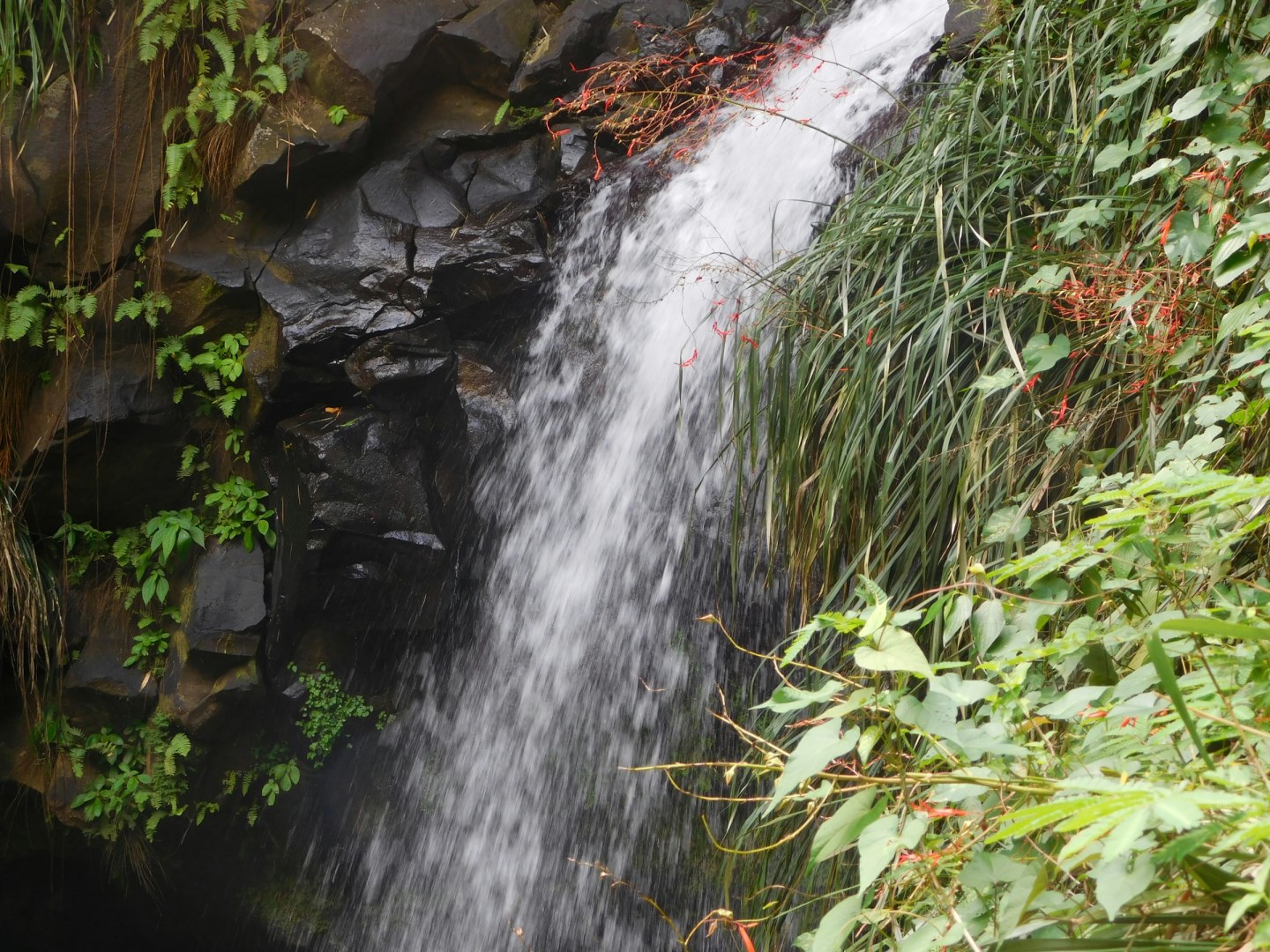 Annandale Waterfall & Forest Park - Photo Credit: Photo by Mekal Best on Unsplash