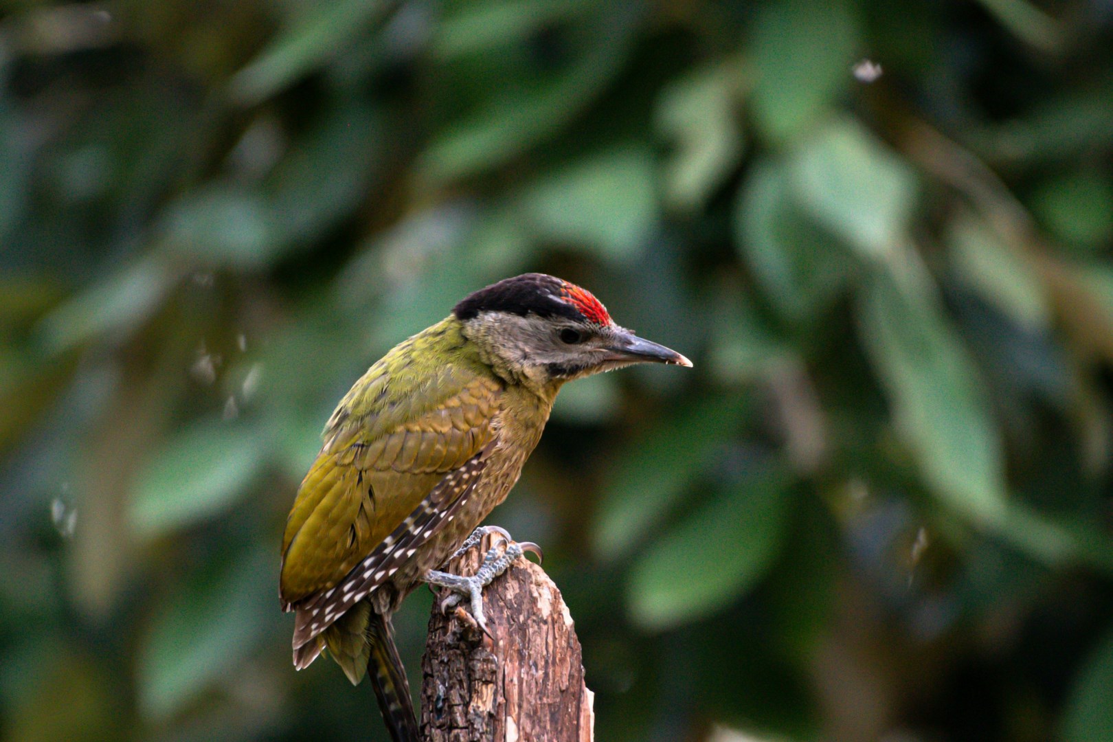 Streak throated woodpecker - Photo Credit: Photo by Mosharraf Hossain on Unsplash