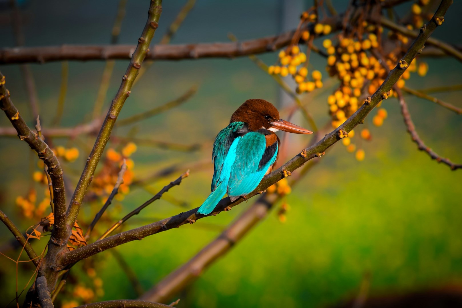  Photo Credit: Photo by Aman Jakhar on Unsplash