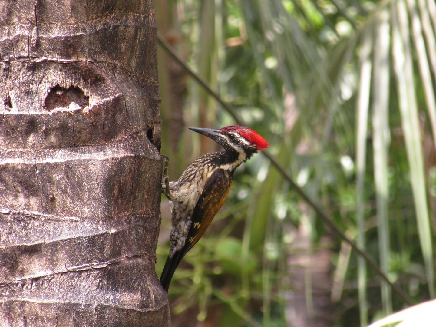 Black rumped flameback - Photo Credit: Photo by Atharva Kanekar on Unsplash