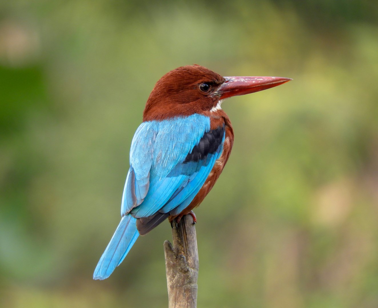 Blue Throated Kingfisher - Photo Credit: Photo by Taif Rahaman on Unsplash