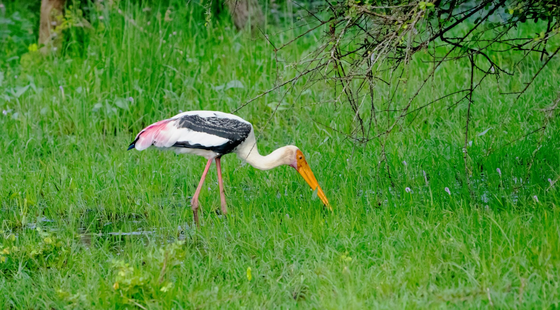 Painted Stork - Photo Credit: Photo by Mosharraf Hossain on Unsplash