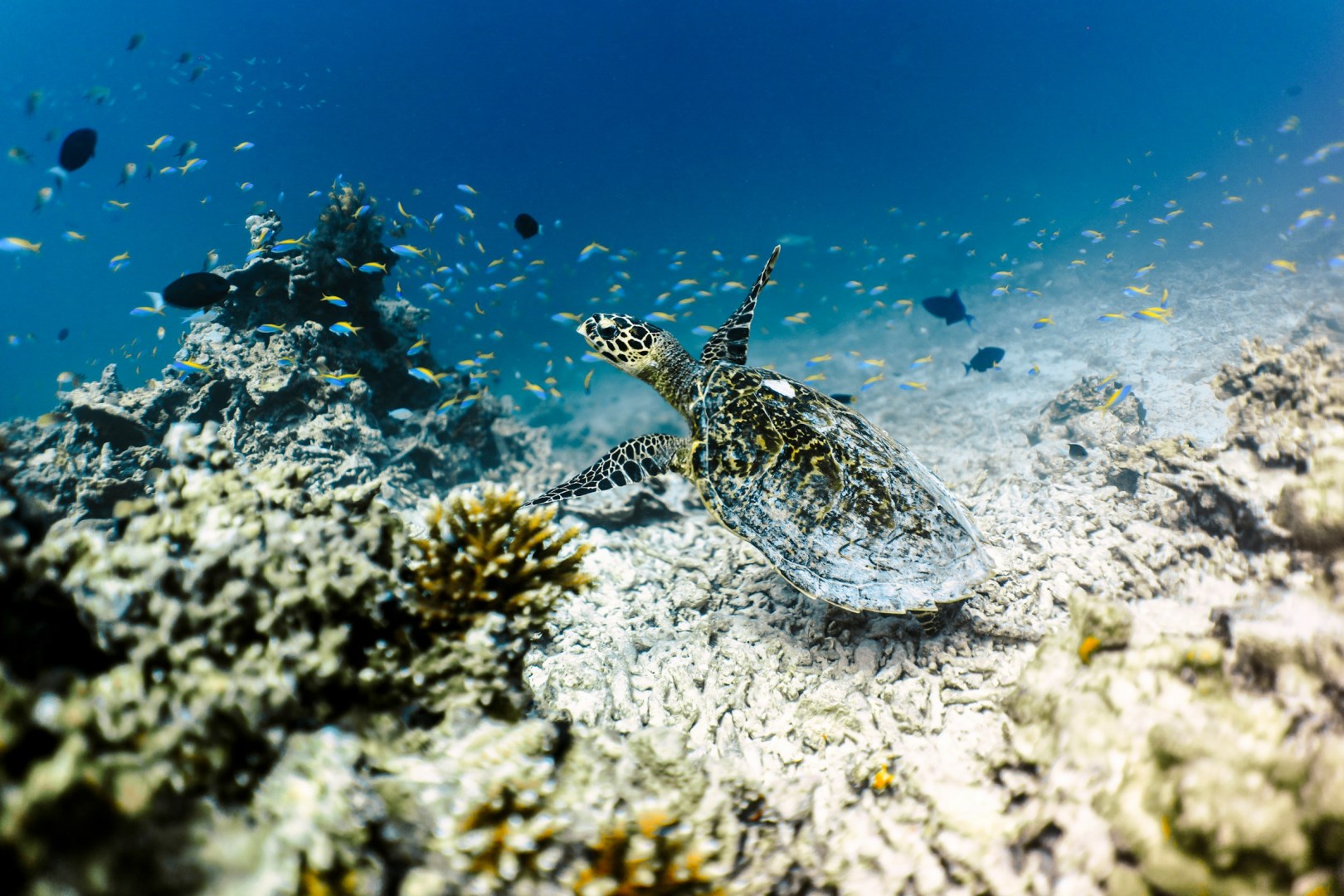  Photo Credit: Photo by Mohamed Ahunaf on Unsplash