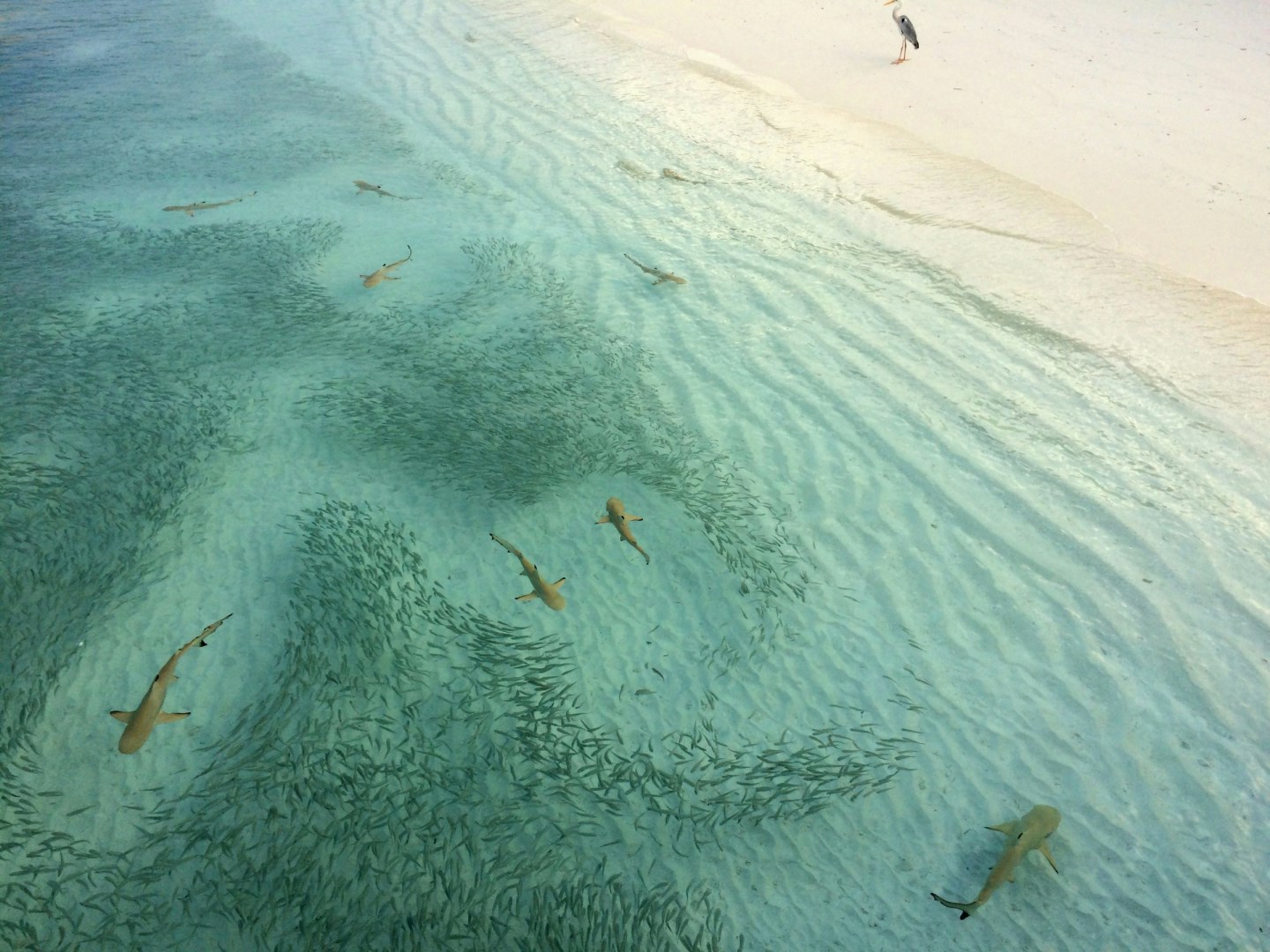  Photo Credit: Photo by Ibrahim Rifath on Unsplash