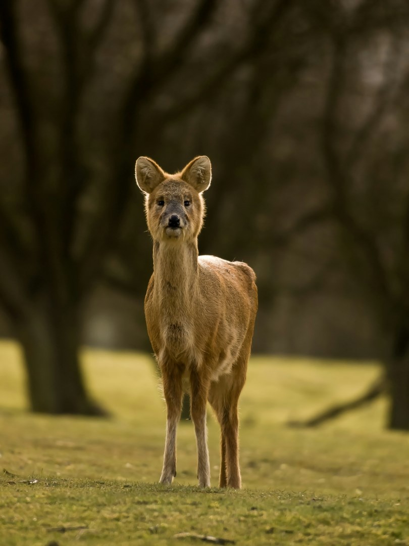 Chinese Water Deer - Photo Credit: Photo by William Warby on Unsplash