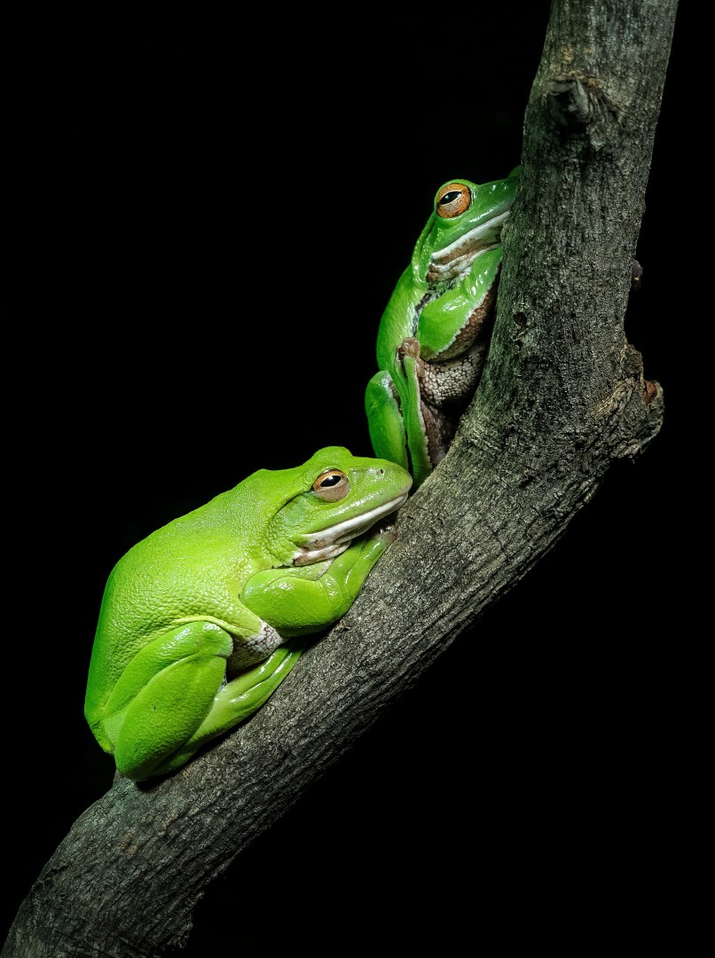 Schlegel's Green Tree Frog - Photo Credit: Photo by William Warby on Unsplash