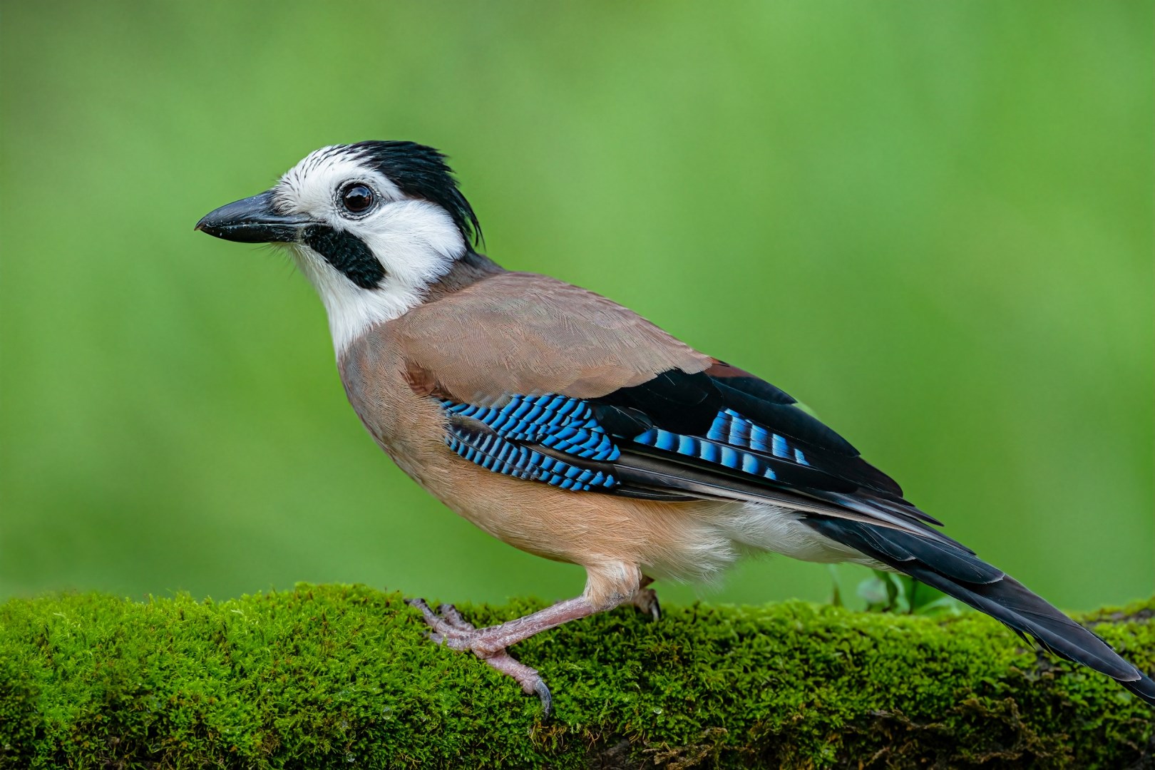 Eurasia Jay or White-faced Jay - Photo Credit: Photo by Kyaw Thu on Unsplash