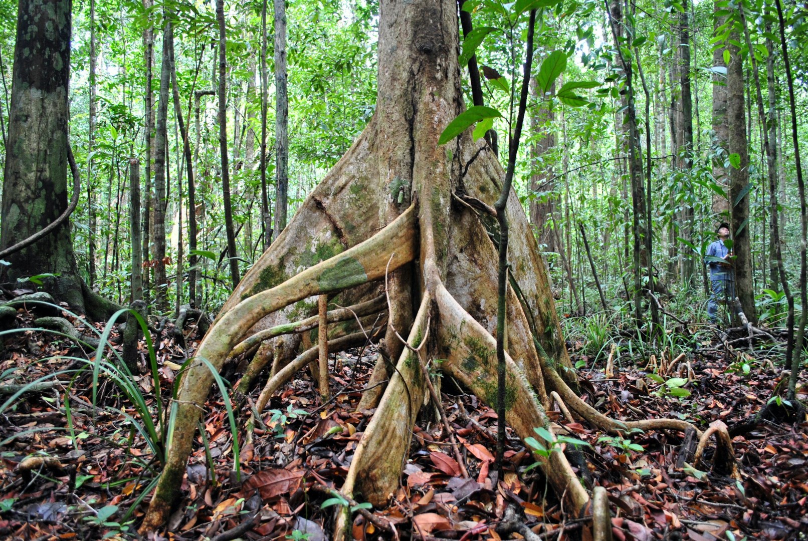 Peat swamp forest - Photo Credit: Photo by Ken Shono on Unsplash