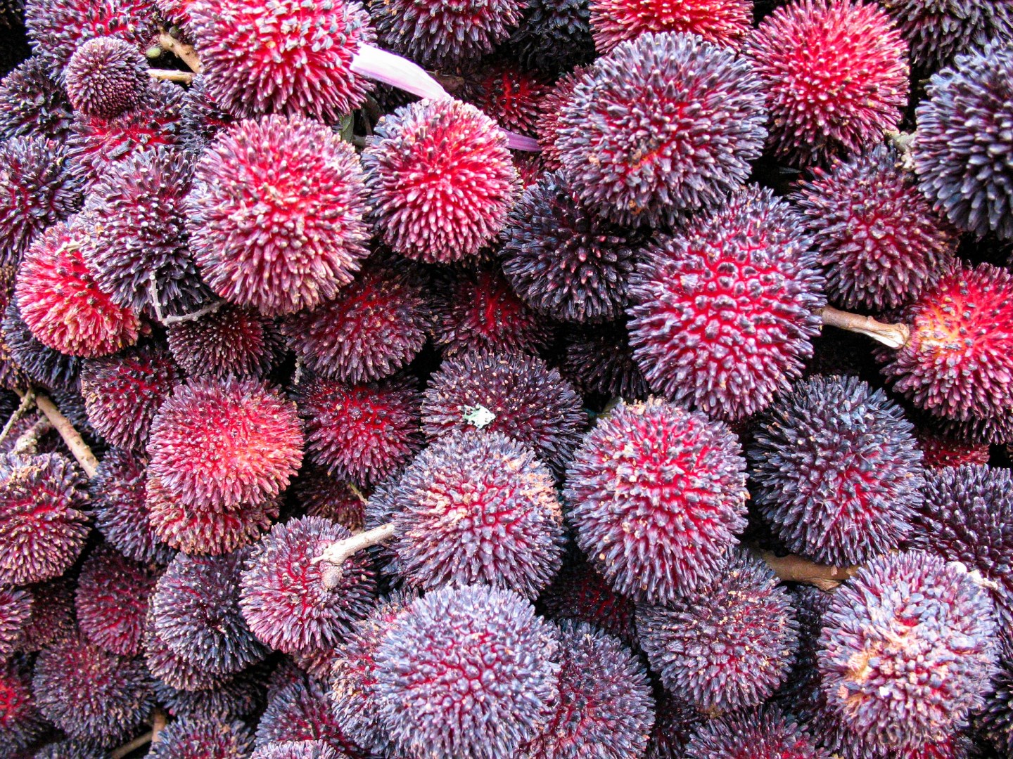Durian - Photo Credit: Photo by Mick Haupt on Unsplash