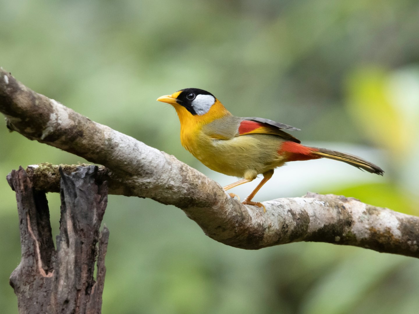 Silver Eared Mesia - Photo Credit: Photo by Hongbin on Unsplash