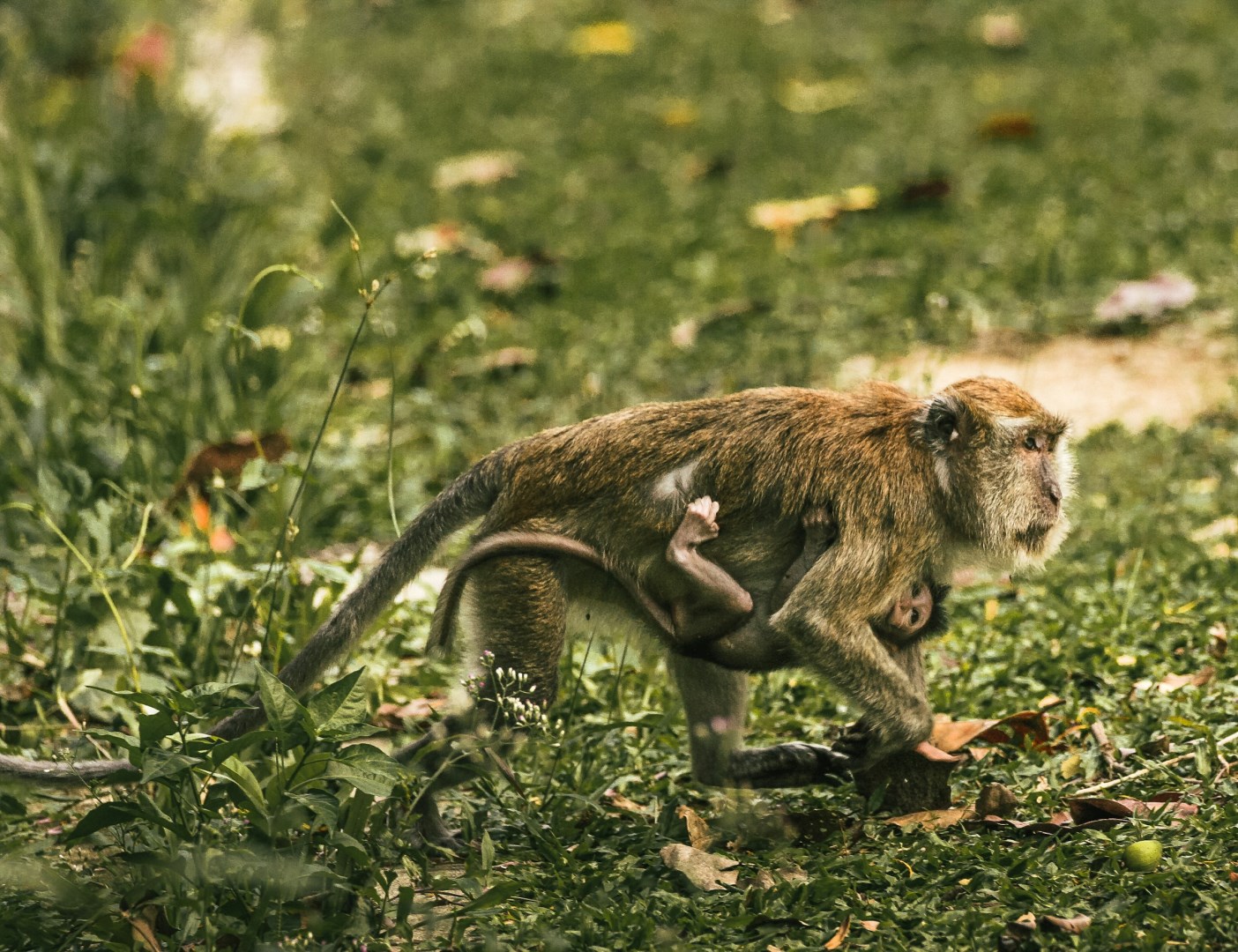 Long-tailed macaque - Photo Credit: Photo by David Waite on Unsplash