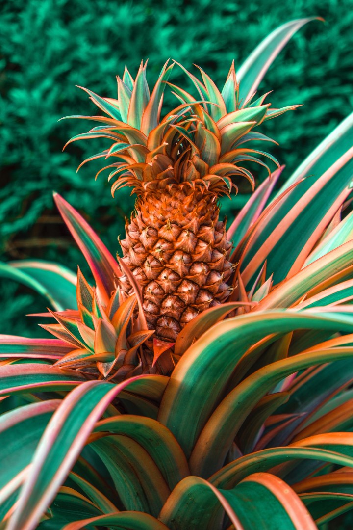 Pineapple - Photo Credit: Photo by Dynamic Wang on Unsplash