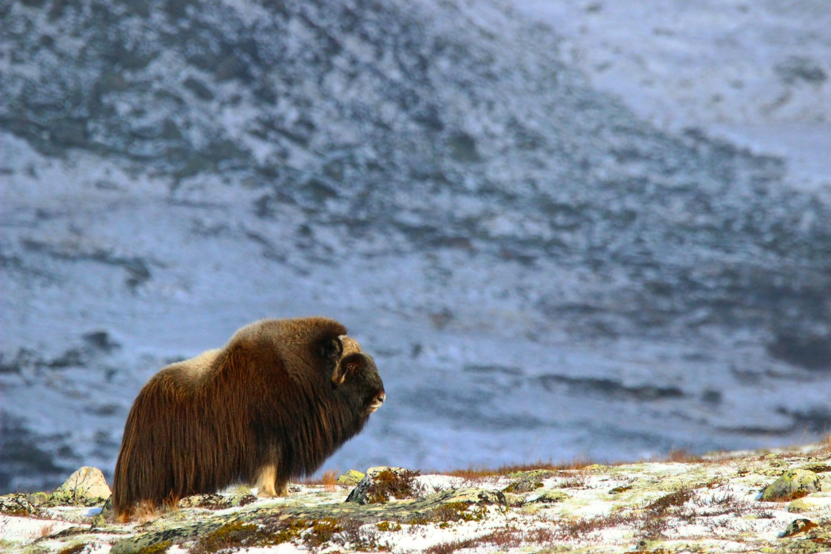 Muskox - Photo Credit: Photo by Marc Eggert on Unsplash