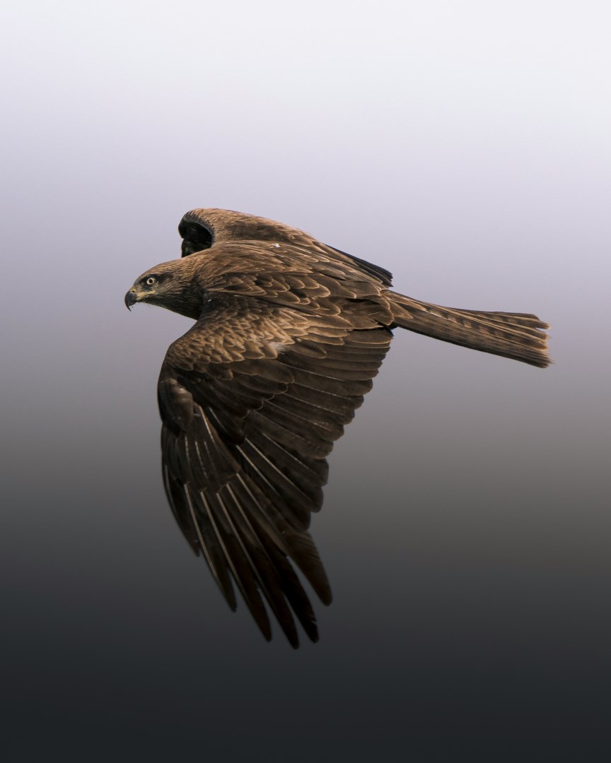 Black Kite - Photo Credit: Photo by Christoph Nolte on Unsplash
